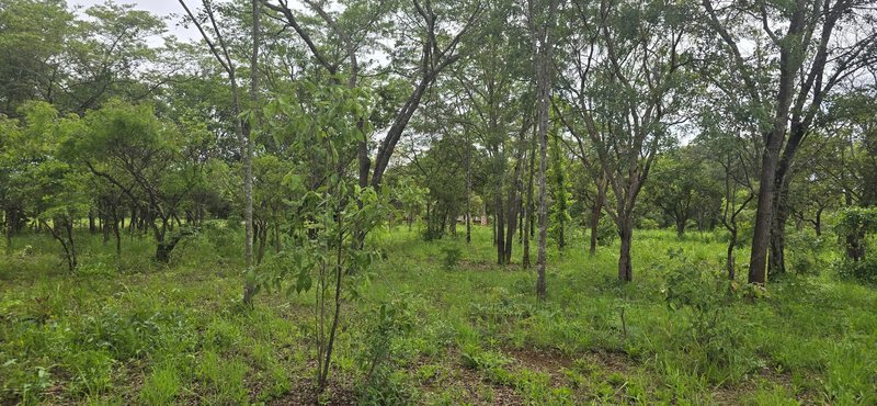 Two Acres For Sale, Chifwema