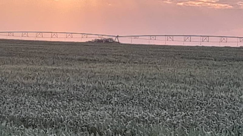 sale:wheat large scale farm,cĥambeshi,Copperbelt