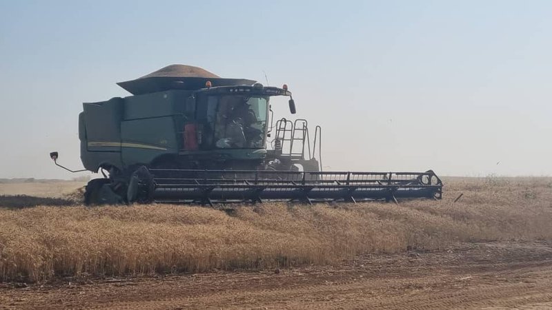 sale:wheat large scale farm,cĥambeshi,Copperbelt