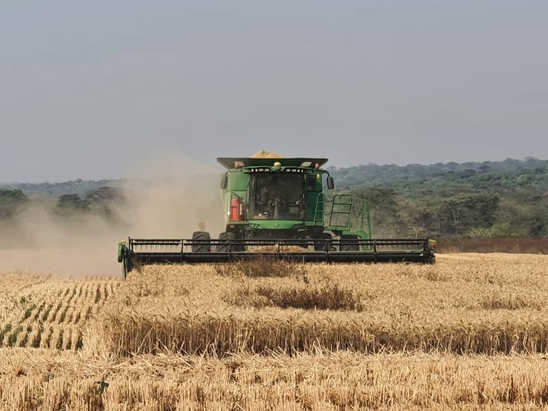 sale:wheat large scale farm,cĥambeshi,Copperbelt
