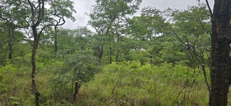 LEOPARD HILL ROAD|ÇORNER PLOT| SUBDIVISION|1 ACRE |PARCEL OF LAND |FOR SALE|