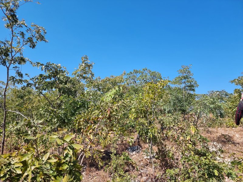 5 acre land for sale in Mikango, New kasama