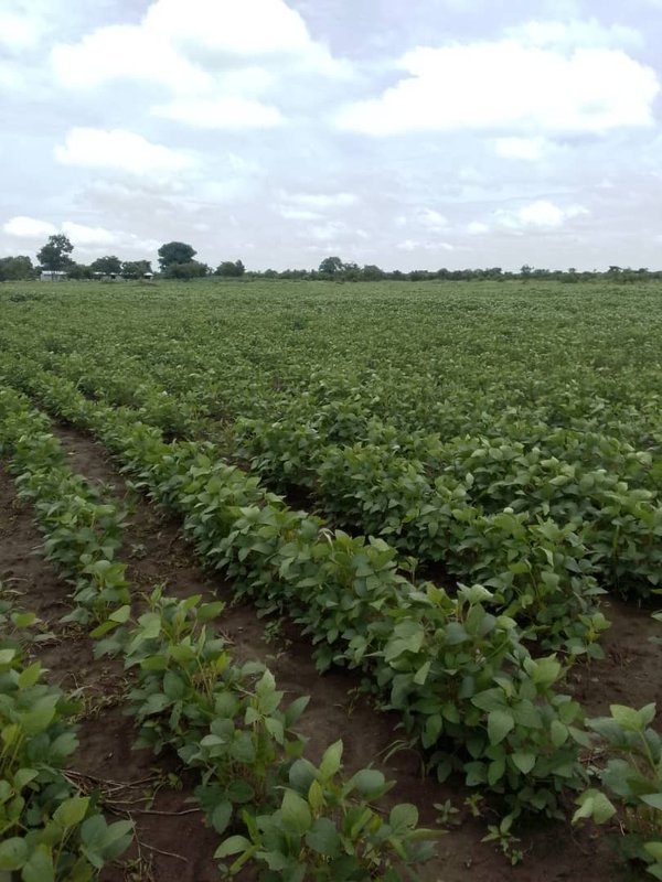 10 ACRES FARMLANDS FOR SALE IN MWEMBESHI