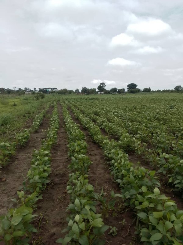 FARMLAND FOR SALE IN MWEMBESHI