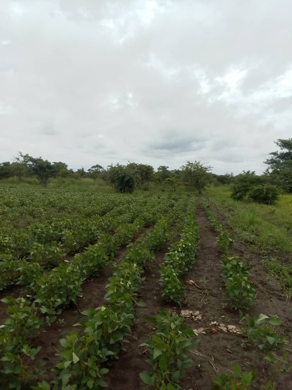 FARMLAND FOR SALE IN MWEMBESHI