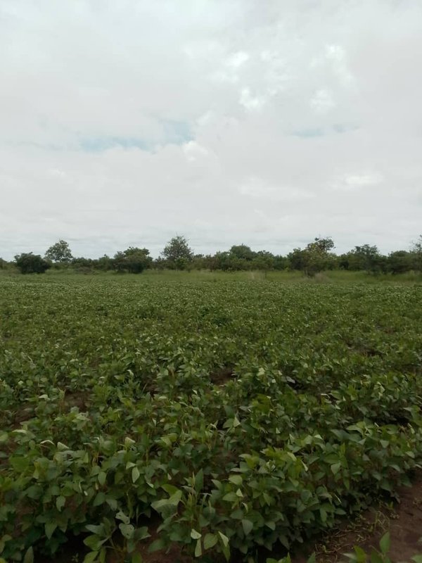 FARMLAND FOR SALE IN MWEMBESHI