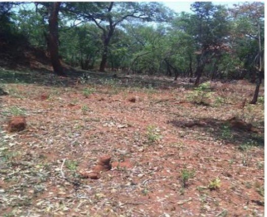 555 Acres Titled Land in Kalumbila  for Sale