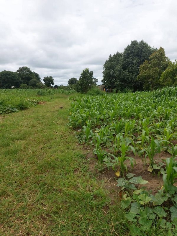 2.5 Acres For Sale, Lilyai
