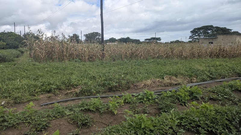 30mX30 ngwerere plot