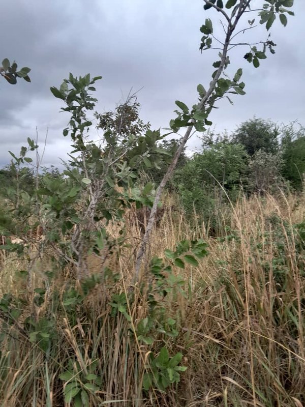farm 1300 hectares