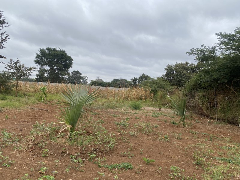 Mimosa prime plots