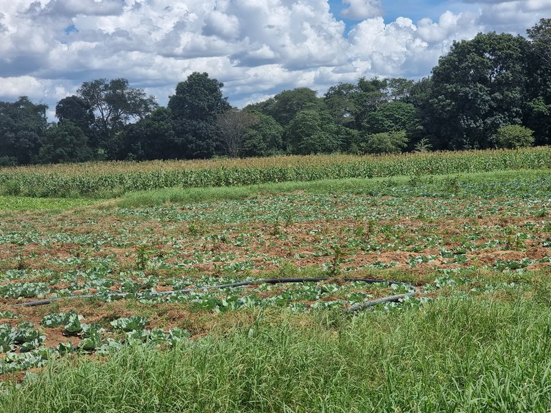 7 acre Traditional land